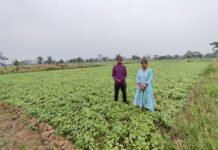 फसल विविधीकरण बना आर्थिक समृद्धि का आधार