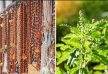 असली तुलसी माला की पहचान कैसे करें? खरीदने से पहले जान लें असली और नकली में फर्क करने के 7 आसान तरीके