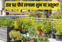 घर की छत पर रख दिए हैं गमले? बेटियों की प्रोग्रेस, शिक्षा और परिवार की उन्नति तक में आ सकती है परेशानी