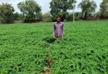 हरी खाद (ढैंचा) से संवर रही खेतों की सेहत, टिकाऊ खेती की ओर बढ़ रहे किसान