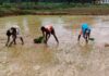 खरीफ 2026: अल्प एवं अनियमित वर्षा से निपटने कृषि विभाग ने जारी की आकस्मिक कार्ययोजना