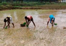खरीफ 2026: अल्प एवं अनियमित वर्षा से निपटने कृषि विभाग ने जारी की आकस्मिक कार्ययोजना