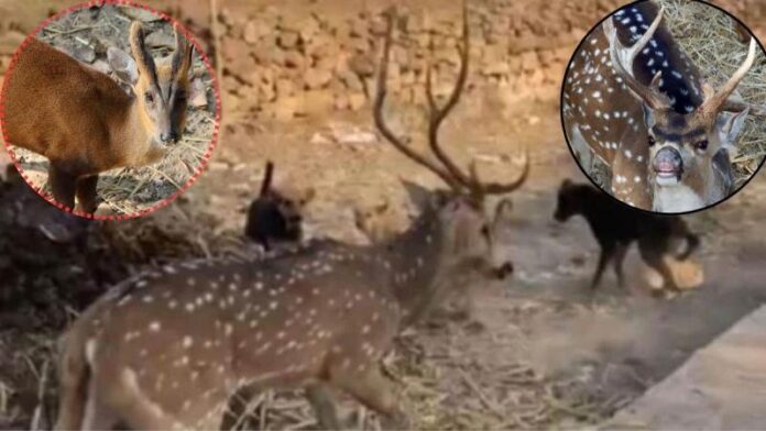 22_03_2026-15_deer_die_after_bei.jpg