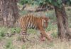 युवराज बाघ का खिवनी अभ्यारण से वन विहार तक का सफर