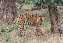 युवराज बाघ का खिवनी अभ्यारण से वन विहार तक का सफर