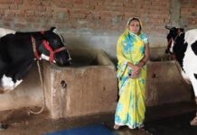 कृत्रिम गर्भाधान से बदली किस्मत