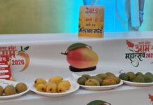 बादाम जितना छोटा, लेकिन कीमत ₹800 किलो! लखनऊ में आम की खास वैरायटी