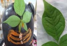 सावन में शिव पूजा के लिए सही बेलपत्र का उपयोग करें