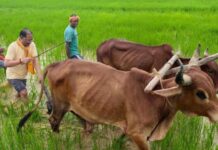 अपनी माटी और खेती-किसानी से मुख्यमंत्री विष्णु देव साय का आत्मीय जुड़ाव