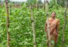 वैज्ञानिक खेती का कमाल: घुटरा की विमला दीदी ने बरबटी उत्पादन में रचा नया कीर्तिमान