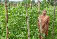 वैज्ञानिक खेती का कमाल: घुटरा की विमला दीदी ने बरबटी उत्पादन में रचा नया कीर्तिमान