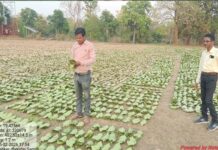 तेन्दूपत्ता संग्रहण की नई पहल से अबुझमाड़ के 22 गांवों को मिला लाभ