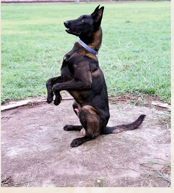 dog.jpg