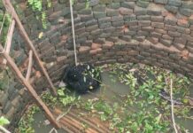 कुएं में गिरा भालू का शावक, वन विभाग की टीम ने किया सुरक्षित रेस्क्यू; ग्रामीणों में दहशत