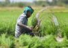 राजस्थान के किसानों के लिए बड़ी खबर, वाणिज्यिक और बागवानी फसलों का बीमा कराने की अपील