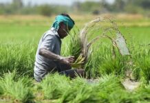 राजस्थान के किसानों के लिए बड़ी खबर, वाणिज्यिक और बागवानी फसलों का बीमा कराने की अपील