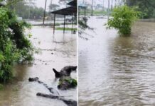 बारिश बनी आफत, मैहर-डिंडौरी-पन्ना में स्कूल बंद; कई इलाकों में जलभराव