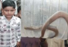 मेरठ में दर्दनाक हादसा, कॉमन करैत के डसने से 10 साल के बच्चे की मौत