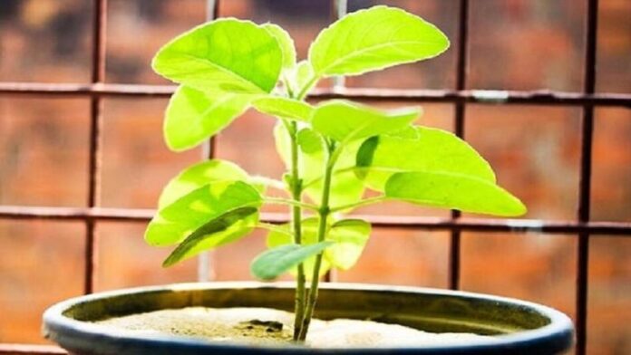 tulsi_1-sixteen_nine_0.jpg