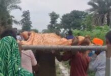 सड़क नहीं होने से बढ़ी परेशानी, बक्सवाहा में गर्भवती महिला को खाट पर अस्पताल ले गए