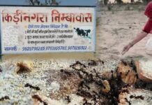 श्राद्ध पक्ष में चींटियों को क्यों खिलाया जाता है दाना? जानें कीड़ी-नगरा से परंपरा