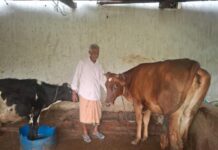 पीएम किसान सम्मान निधि की बचत से खरीदी पहली गाय, आज 10 गायों के साथ आत्मनिर्भर बने 75 वर्षीय परशुराम गुप्ता