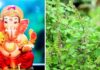इसलिए भगवान गणेश को नहीं चढ़ती तुलसी