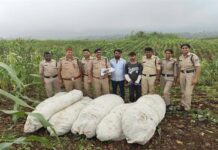 ऑपरेशन ग्रीन स्ट्राइक के तहत बड़वानी पुलिस की बड़ी कार्रवाई