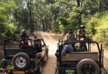 बांधवगढ़ टाइगर रिजर्व 1 अक्टूबर से पर्यटकों के लिए खुलेगा, गाइड देंगे जंगल की जानकारी