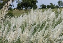 आसमान में बारिश का अलर्ट, जमीन पर खिले कांस के फूल बोले- बदलने वाला है मौसम