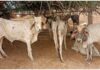 ग्वालियर में लंपी का खौफ, 16 गायों की मौत के बाद प्रशासन की तैयारियों पर सवाल