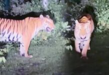 भोपाल के नजदीक सड़क पर घूमता दिखा बाघ, ड्रोन और डॉग स्क्वॉड से सर्च ऑपरेशन