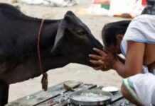 संकट का समाधान: इन जीवों को कराएं भोजन, पितरों को मिलेगी शांति
