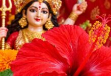 नवरात्रि में गुड़हल के फूल से करें ये उपाय, दूर हो जाएंगी परेशानियां, भर जाएगी तिजोरी