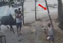 सांड के हमले का खौफनाक मंजर, बुजुर्ग और बच्चा घायल; कांग्रेस नेत्री अस्पताल पहुंचीं
