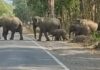 रायगढ़ में हाथियों ने रोकी गाड़ियों की रफ्तार, वन विभाग ने दोनों ओर से ट्रैफिक थामा