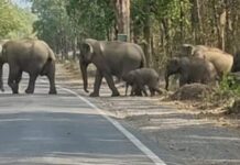 रायगढ़ में हाथियों ने रोकी गाड़ियों की रफ्तार, वन विभाग ने दोनों ओर से ट्रैफिक थामा